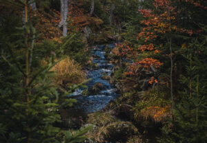 Fluss Montessori Nationalpark Waldkindergarten Schule